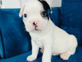 Maskeli french buldog yavruları 
