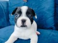 Maskeli french buldog yavruları 