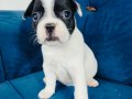 Maskeli french buldog yavruları 