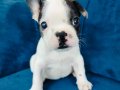 Maskeli french buldog yavruları 