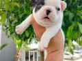French bulldog yavrusu 