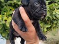 French bulldog yavrusu 