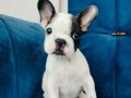A kalite french buldog yavruları 