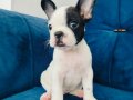 A kalite french buldog yavruları 