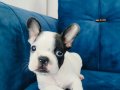 A kalite french buldog yavruları 