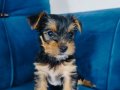 Yorkshire terrier yavruları 