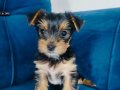 Yorkshire terrier yavruları 