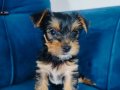 Yorkshire terrier yavruları 