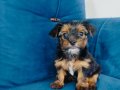 Yorkshire terrier yavruları 