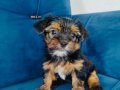 Yorkshire terrier yavruları 
