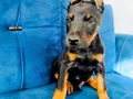 A kalite doberman yavruları 
