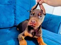 A kalite doberman yavruları 