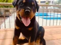 Erkek rotweiler yavrusu 