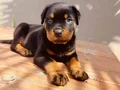 Erkek rotweiler yavrusu 
