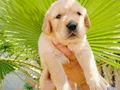 Tosuncuk Golden Yavruları 