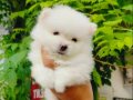 Beyaz Pomeranian Yavruları 