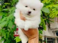 Beyaz Pomeranian Yavruları 