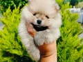 Beyaz Pomeranian Yavruları 