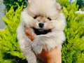 Beyaz Pomeranian Yavruları 