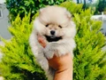 Beyaz Pomeranian Yavruları 