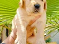 Golden retriever yavruları 