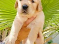 Golden retriever yavruları 