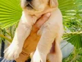 Golden retriever yavruları 