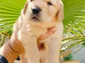 Golden retriever yavruları 