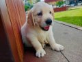 Golden retriever yavruları 