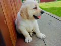 Golden retriever yavruları 