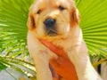 Baby face golden yavruları 