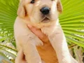 Baby face golden yavruları 