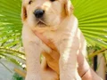 Baby face golden yavruları 