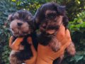 Yorkshire terrier yavruları 