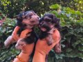 Yorkshire terrier yavruları 