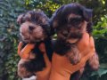 Yorkshire terrier yavruları 