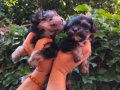 Yorkshire terrier yavruları 