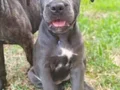 Cane corso yavruları 