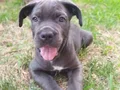 Cane corso yavruları 