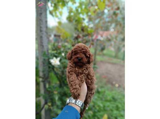 Kore Kan Erkek Toy Poodle Yavrumuz