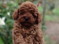 Kore Kan Erkek Toy Poodle Yavrumuz