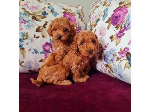 Toy Poodle ---- Sun Kennels Üretim Çiftliği