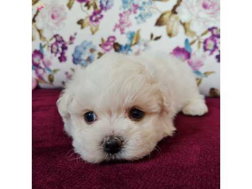 Kısa Bacak Mini Kore Kanı Maltese Terrier Bebekler