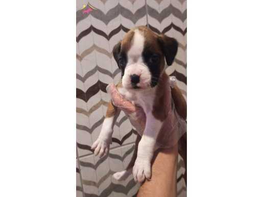 Safkan BOXER Bebekler - Sun Kennels Üretim Çiftliği'nden