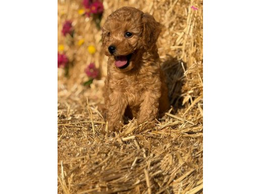 Orjinal Toy Poodle Bebekler - Sun Kennels