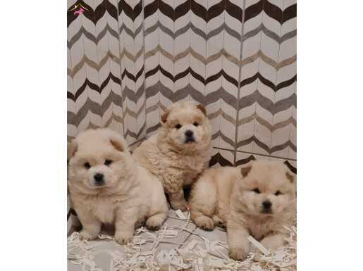 A-Kalite Beyaz Chow Chow Bebekler
