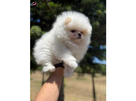 Mini Boy Pomerian Bebekler - Sun Kennels