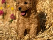 Orjinal Toy Poodle Bebekler - Sun Kennels