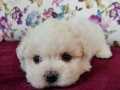 Kısa Bacak Mini Kore Kanı Maltese Terrier Bebekler