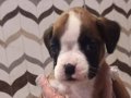 Safkan BOXER Bebekler - Sun Kennels Üretim Çiftliği'nden